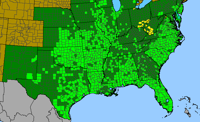 The range of Croton glandulosus var. septentrionalis