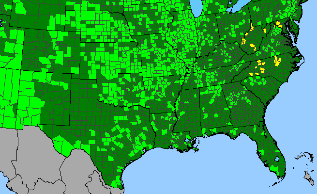 The range of Cyperus squarrosus