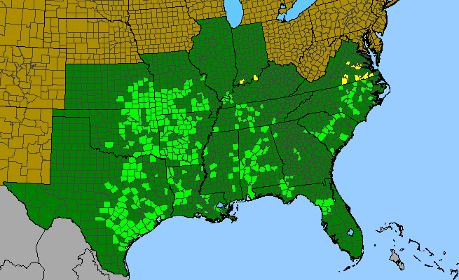 The range of Dicliptera brachiata