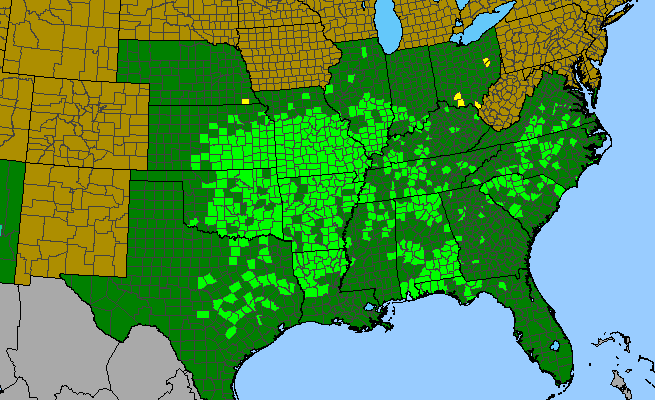 The range of Draba brachycarpa