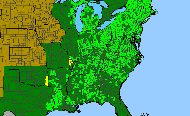 The range of Epifagus virginiana