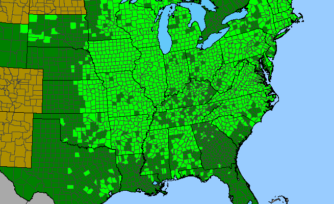 The range of Erigeron annuus