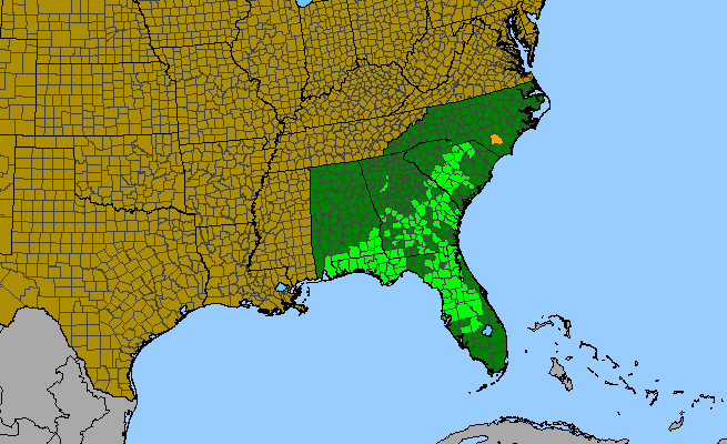 The range of Eriogonum tomentosum
