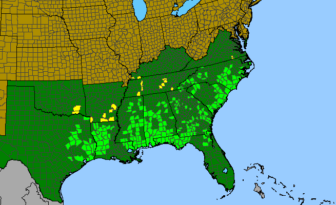 The range of Eryngium integrifolium