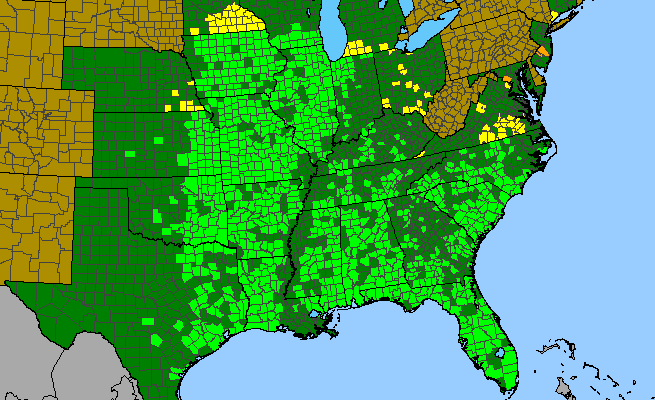 The range of Eryngium yuccifolium