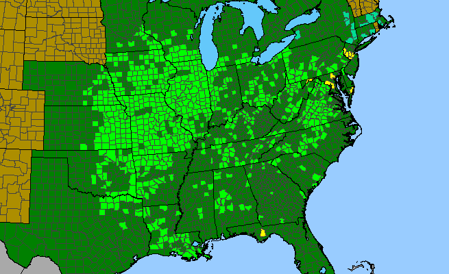The range of Eupatorium altissimum