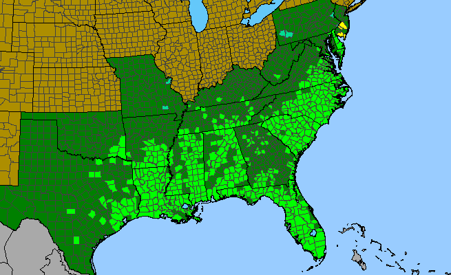 The range of Eupatorium capillifolium