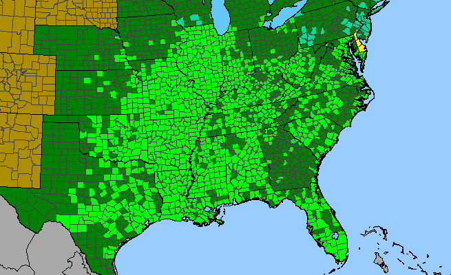 The range of Eupatorium serotinum