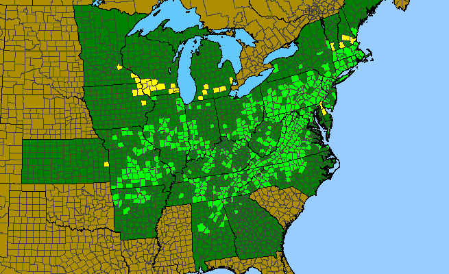 The range of Eupatorium sessilifolium