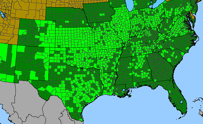 The range of Euphorbia dentata