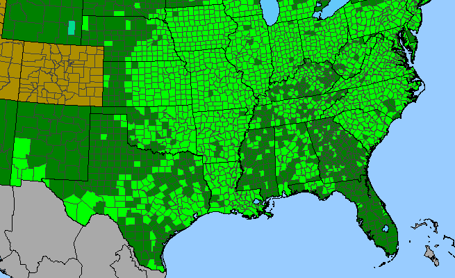 The range of Euphorbia nutans