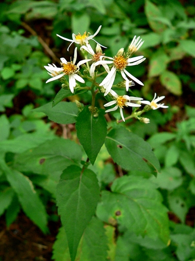 Eurybia divaricata