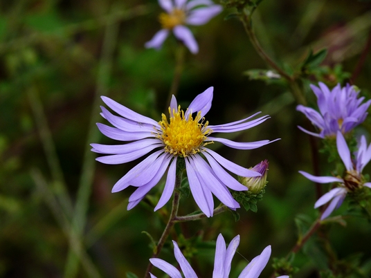 Eurybia spectabilis