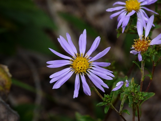 Eurybia spectabilis