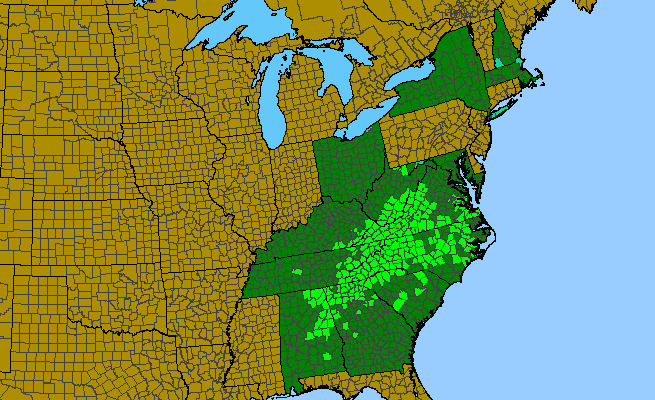 The range of Galax urceolata