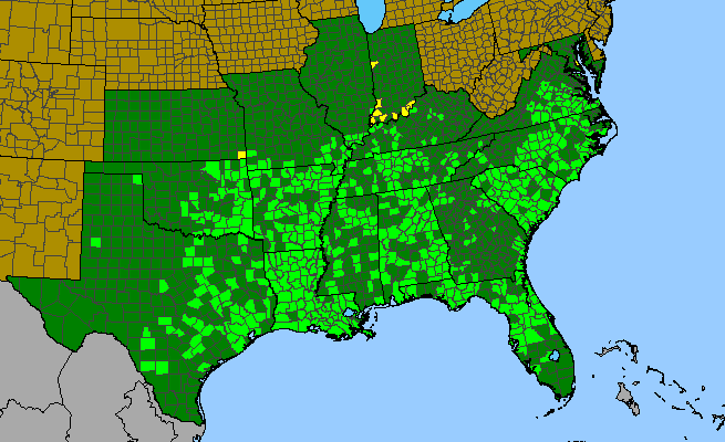 The range of Gonolobus suberosus