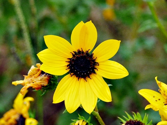 Helianthus debilis ssp. cucumerifolius