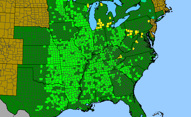 The range of Helianthus hirsutus