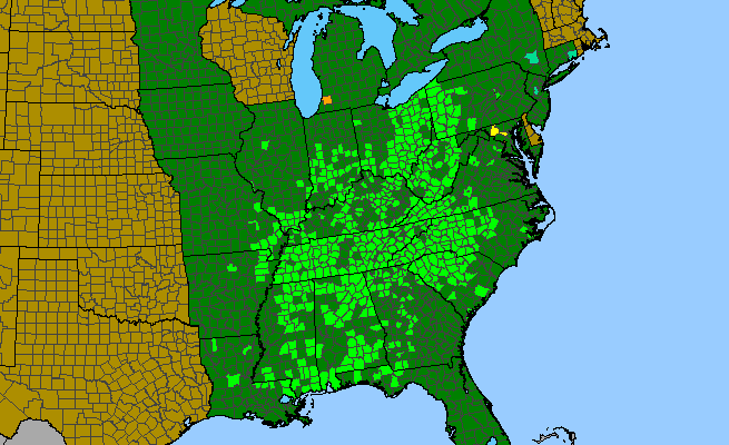 The range of Helianthus microcephalus