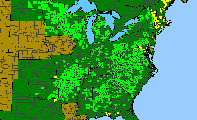 The range of Houstonia longifolia var. compacta