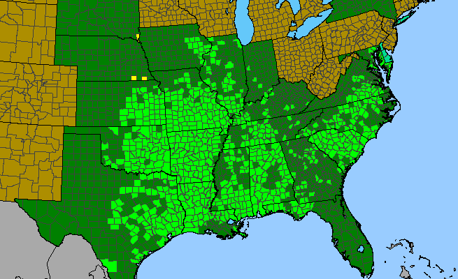 The range of Houstonia pusilla