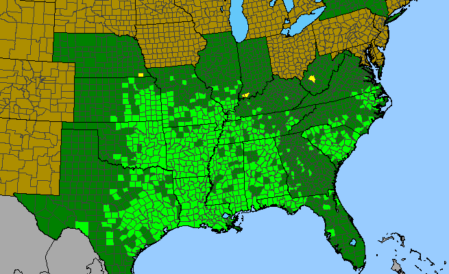 The range of Krigia cespitosa