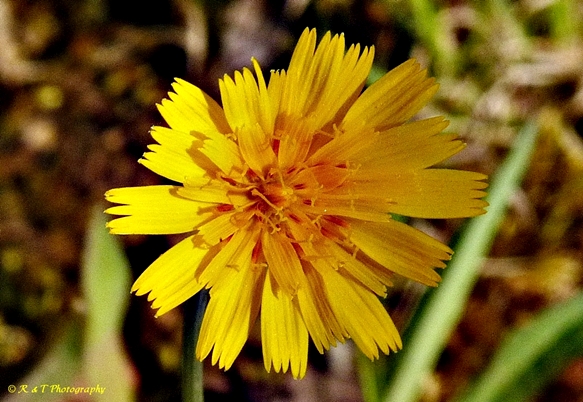 Krigia dandelion
