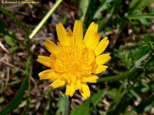 Krigia dandelion