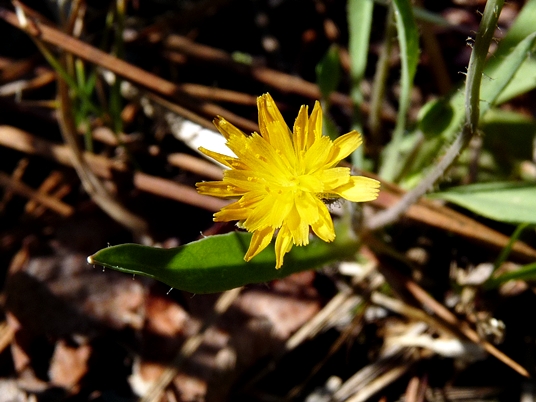 Krigia dandelion