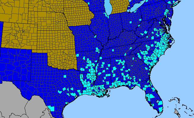 The range of Lepidium didymum