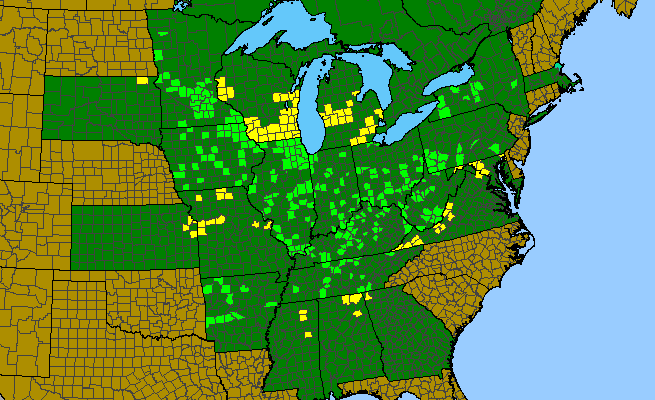 The range of Lithospermum latifolium