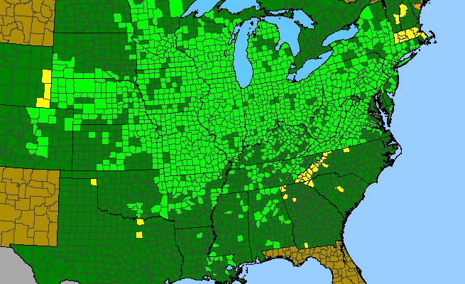 The range of Lobelia siphilitica