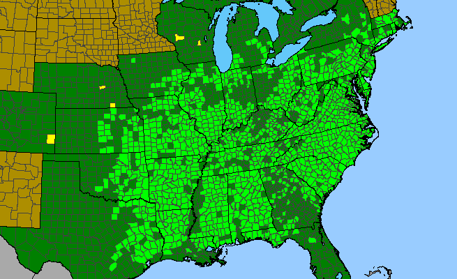 The range of Ludwigia alternifolia