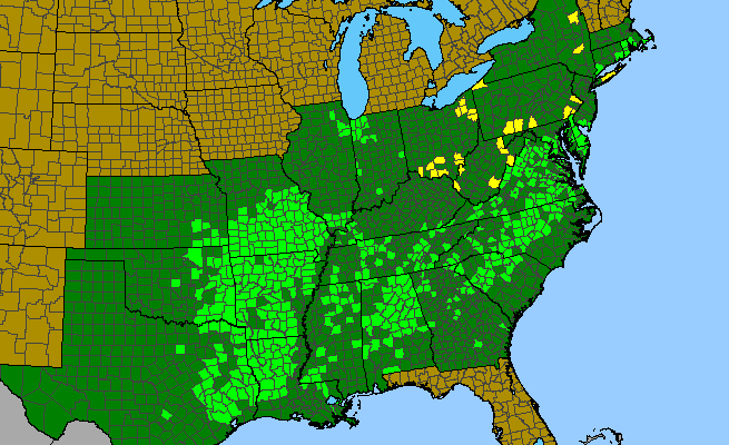 The range of Luzula bulbosa