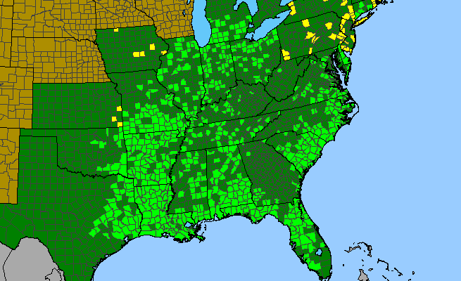 The range of Lycopus rubellus