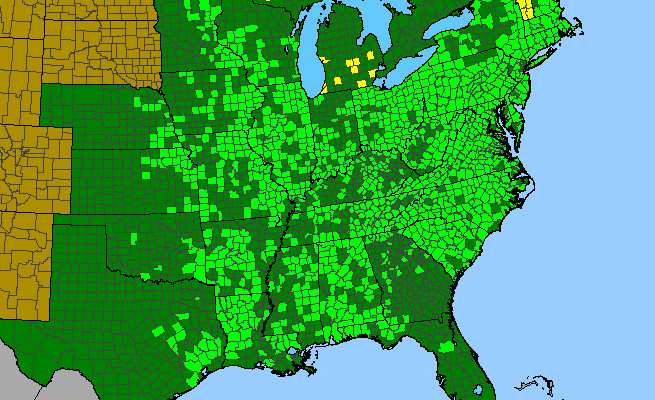 The range of Lycopus virginicus
