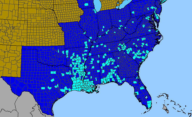 The range of Mazus pumilus