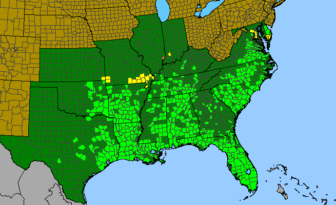 The range of Mecardonia acuminata