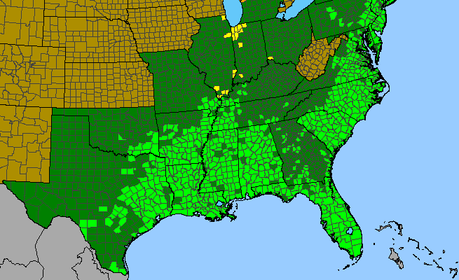 The range of Mikania scandens