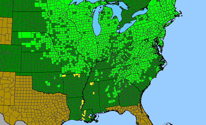 The range of Mimulus ringens