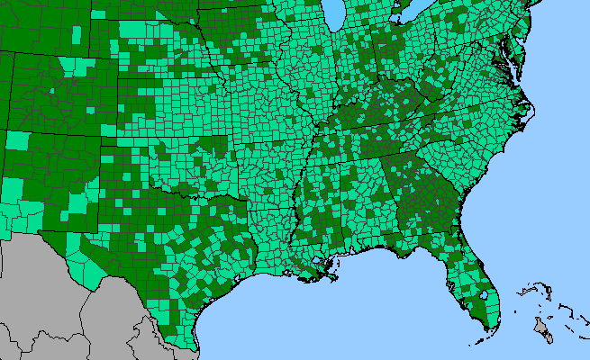 The range of Mollugo verticillata