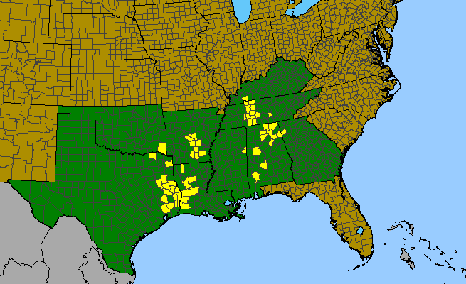 The range of Nabalus barbatus