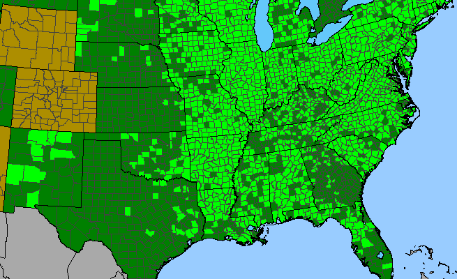 The range of Oenothera biennis