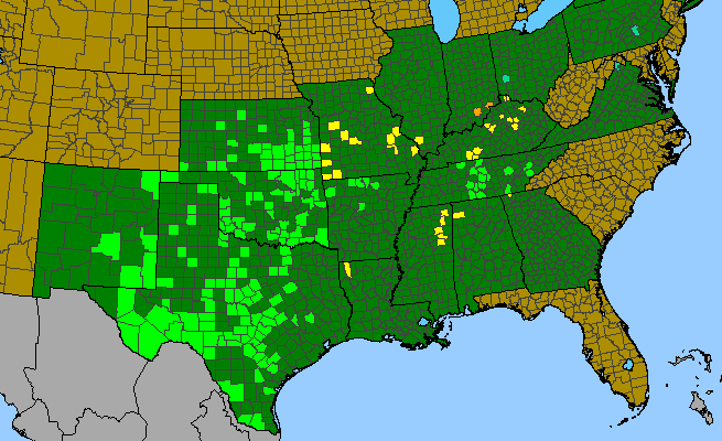 The range of Oenothera triloba