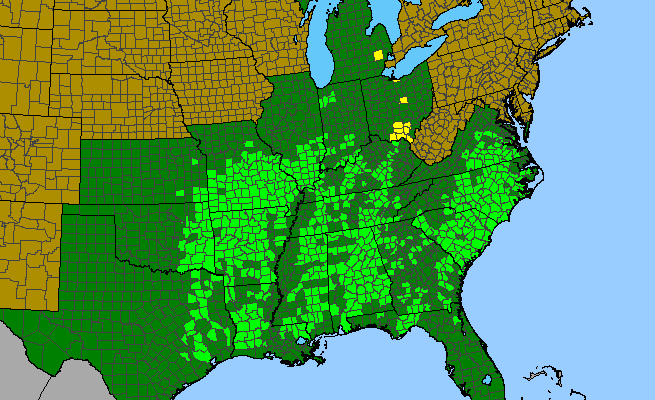 The range of Orbexilum pedunculatum