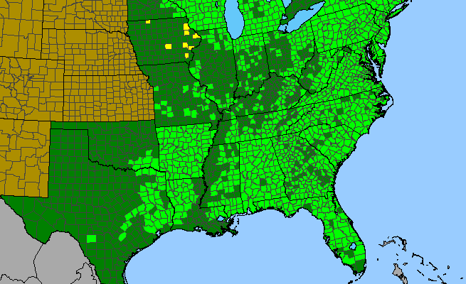 The range of Osmundastrum cinnamomeum