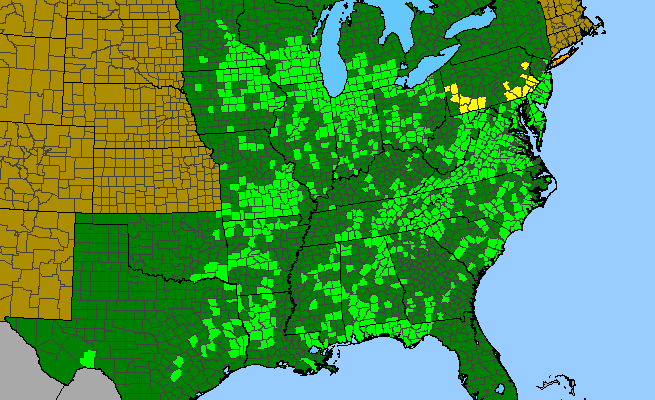 The range of Oxypolis rigidior