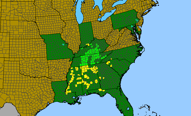 The range of Pachysandra procumbens