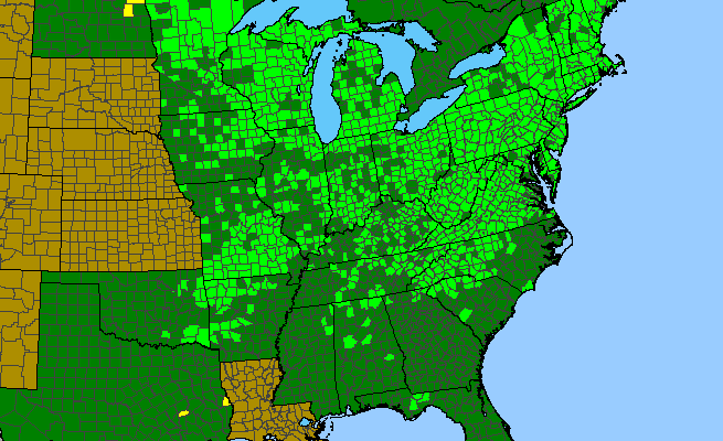The range of Packera aurea