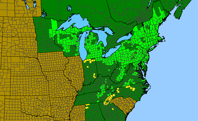 The range of Panax trifolius
